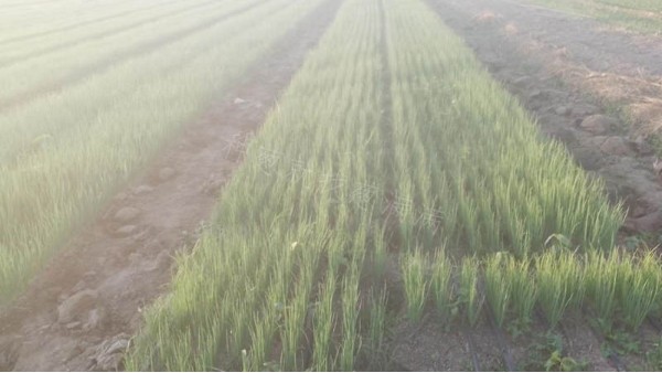 河北地區晚抽大蔥育苗案例